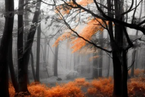 Misty monochrome woodland with dark tree trunks and selective burnt-orange autumn leaves and forest undergrowth.